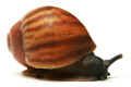 Archachatina marginata egregia Cameroon typ 2a juvenil